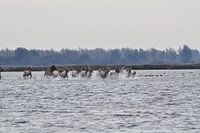 Horses on the run