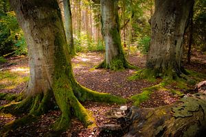 Wald auf Fischland-Darß-Zingst von Martin Wasilewski