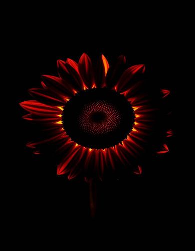 Ember Sun XIII