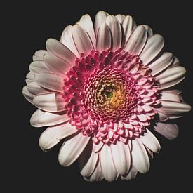 "Blume im Dunkeln" von Emina Ahmetovic