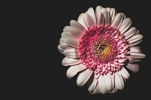 "Bloem in het donker"