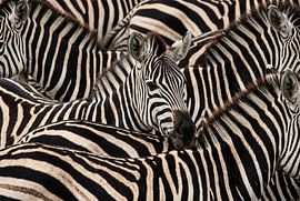 Eine Gruppe schlafender Zebras von Markus Gann