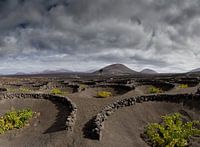 Vineyard bushes in lavapits, La Geria, Spanje, Lanzarote, Spain