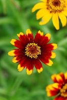 Red and yellow flowers