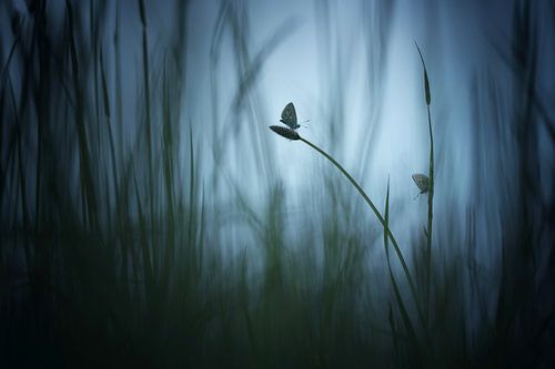 Icarusblauwtjes in het gras