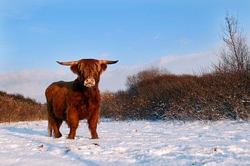 Schotse Hooglander (bos taurus)in de sneeuw in het Drents-Friese Wold in Drenthe van Marcel van Kammen