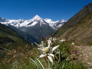 Edelweiss