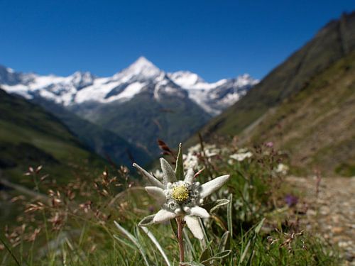 Edelweiss
