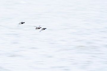 Crested ducks in flight by Ronald Buitendijk Fotografie