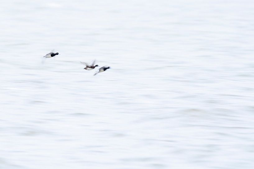 Crested ducks in flight by Ronald Buitendijk Fotografie