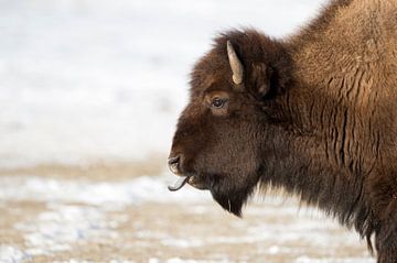 American Bison ( Bison bison ) in winter, licking its blue tongue, headshot, Yellowstone National Pa