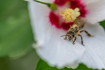 bijen verzamelen stuifmeel in bloemen van Matthias Korn