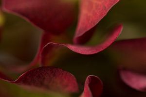 Close-up van hortensia