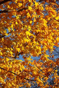 Ahorn (Acer ), Golgelbes Herbstlaub