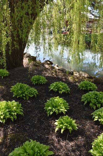 Hosta's unter den Bäumen