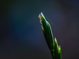 Eine Spinne auf der Lauer von Mr White Takes Pictures