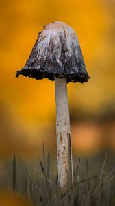 paddenstoel in herfstsfeer van Charlotte Gohl
