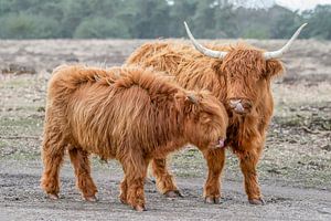 Schottischer Highlander mit Jungen.