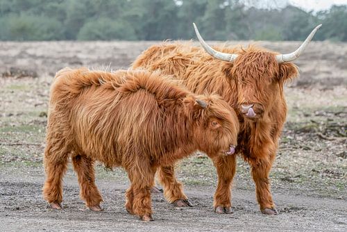 Schottischer Highlander mit Jungen.
