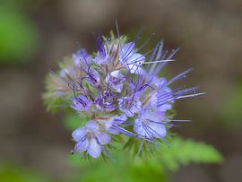 Fleur bleue sur Roger Trelou