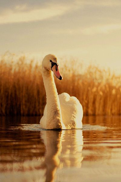 Animal poster by Eko Widodo