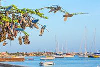 Hanging slippers in tree at coast of Bonaire with boats