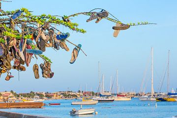 Hanging slippers in tree at coast of Bonaire with boats by Ben Schonewille