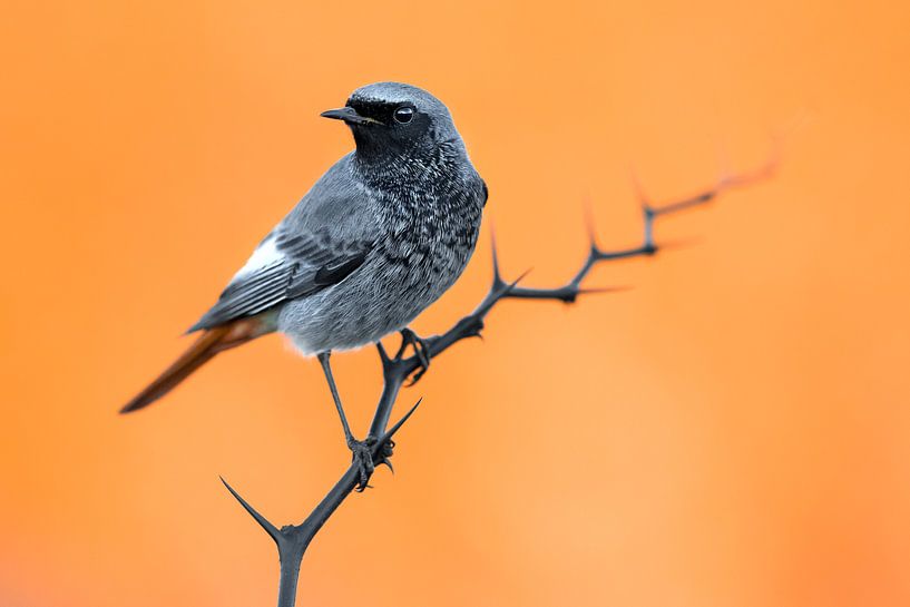 Zwarte Roodstaart (Phoenicurus ochruros gibraltariensis) van AGAMI Photo Agency