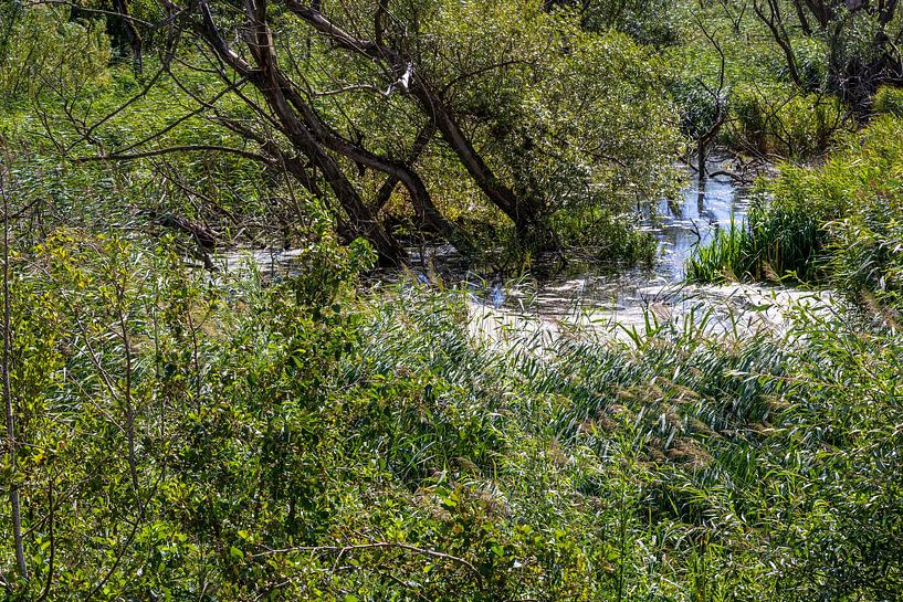 Bach im Biesbosch von Pixel Meeting Point