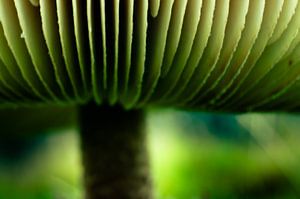 Mushroom 7 sur Deshamer
