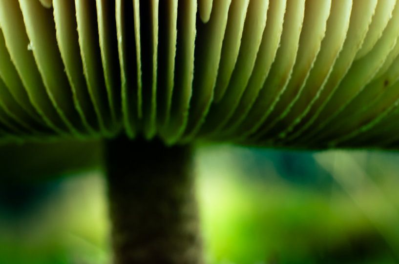 Mushroom 7 van Deshamer