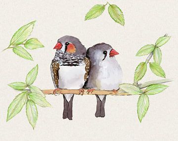Sweet couple of zebra finches