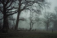 Bomen en mist V