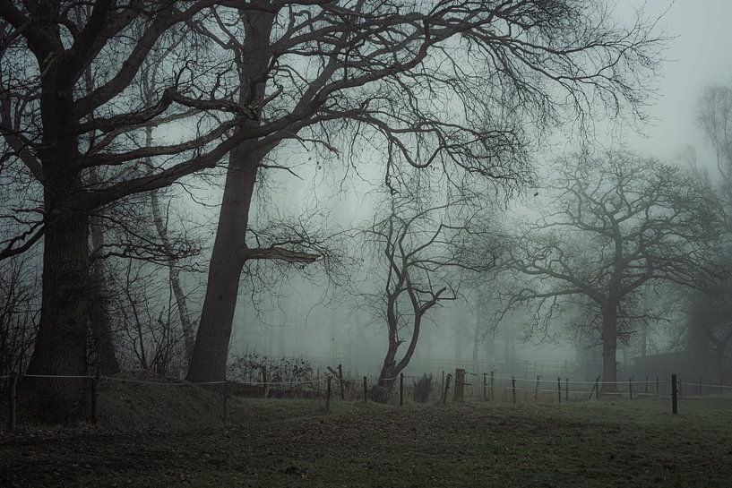 Bomen en mist V van Onbegonnen werk