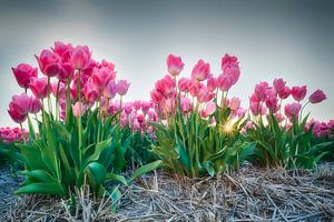 Sunset through the tulips.