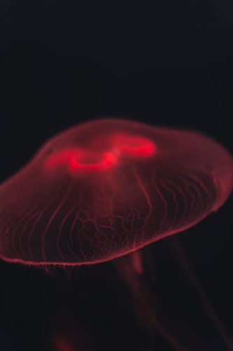 Red Jelly