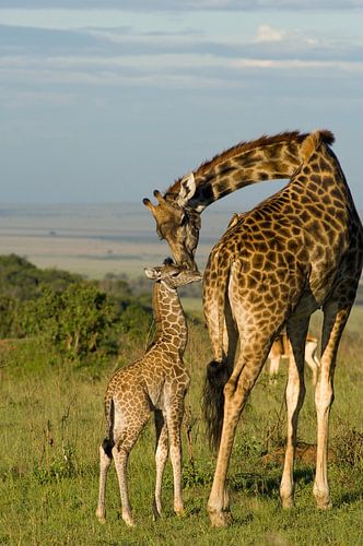 Moederliefde, een Giraf met haar kalfje op de Masai Mara in Kenia.