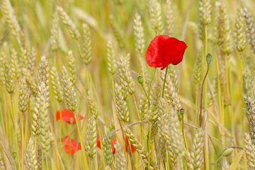 Klaprozen in veld van tarwe van Margreet Frowijn