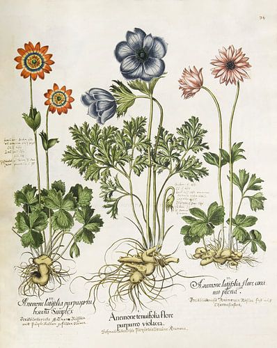 Hortus Eystettensis vol. 1, Basilius Besler