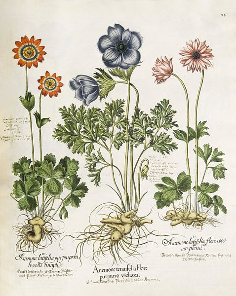 Hortus Eystettensis voll. 1, Basilus -Entscheidung von Teylers Museum
