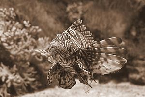 Rotfeuerfisch in Sepia.