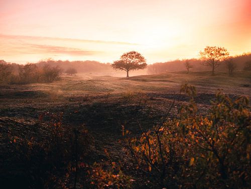 Oranjezon in de mist, Zeeland (Horizontaal)