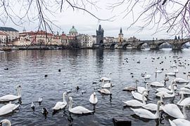 Die Schwäne von Prag. von Bianca Boogerd