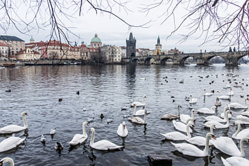 Les cygnes de Prague.