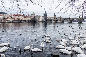 The swans of Prague. by Bianca Boogerd