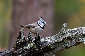 Crested tit by Merijn Loch