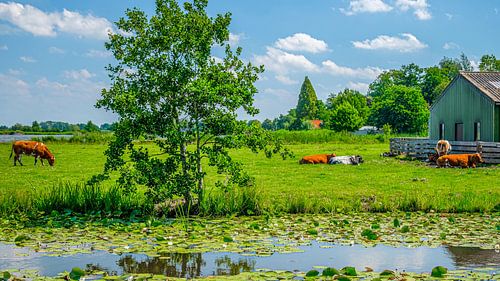 Hollands landschap met koeien, Utrecht, Nederland.