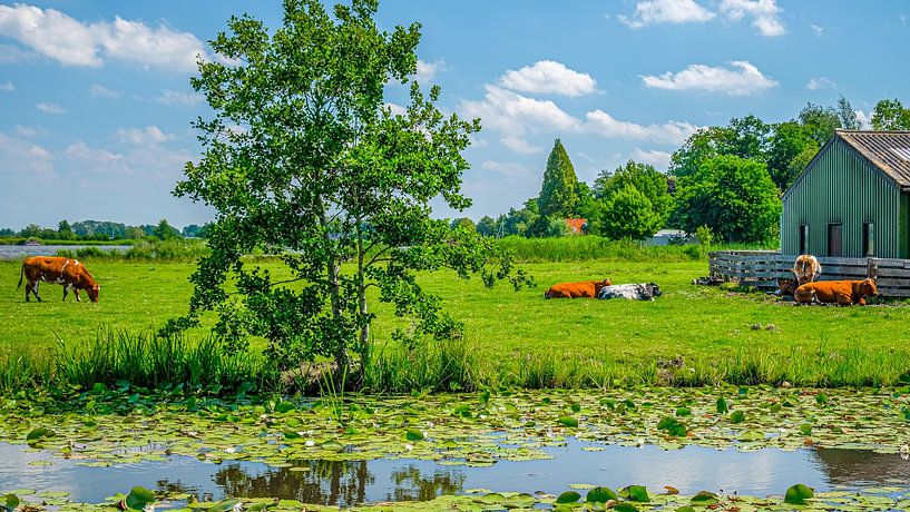 Hollands landschap met koeien, Utrecht, Nederland. van Jaap Bosma Fotografie