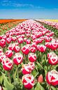 Rood-witte tulpen in een bollenveld in de Noordoostpolder van Marc Venema thumbnail