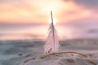 Feather light sunset by Danny Tchi Photography thumbnail